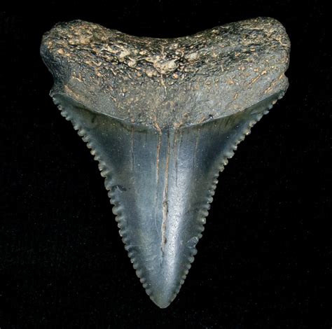 buy fossilized expensive great white shark teeth for sale